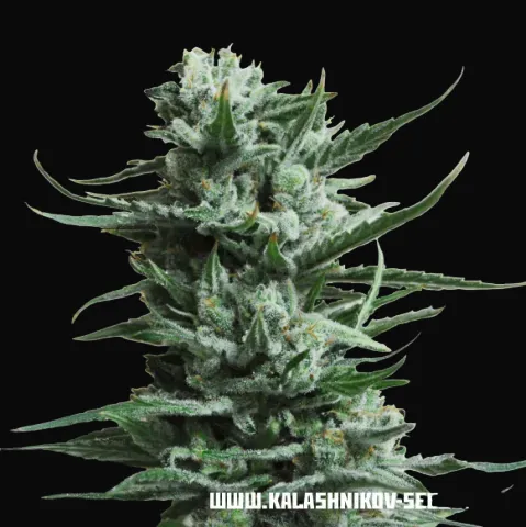 Siberian Haze