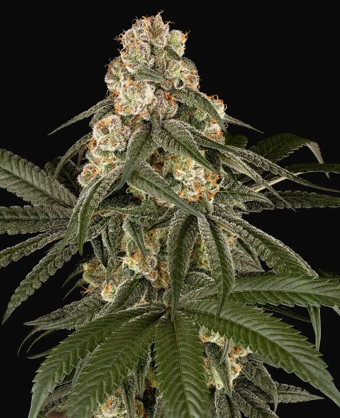 Silk Truffle Feminized