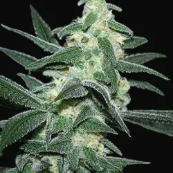 Silver Bullet