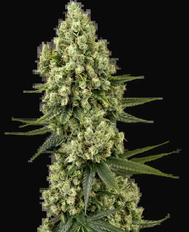 Silver Fire Feminized