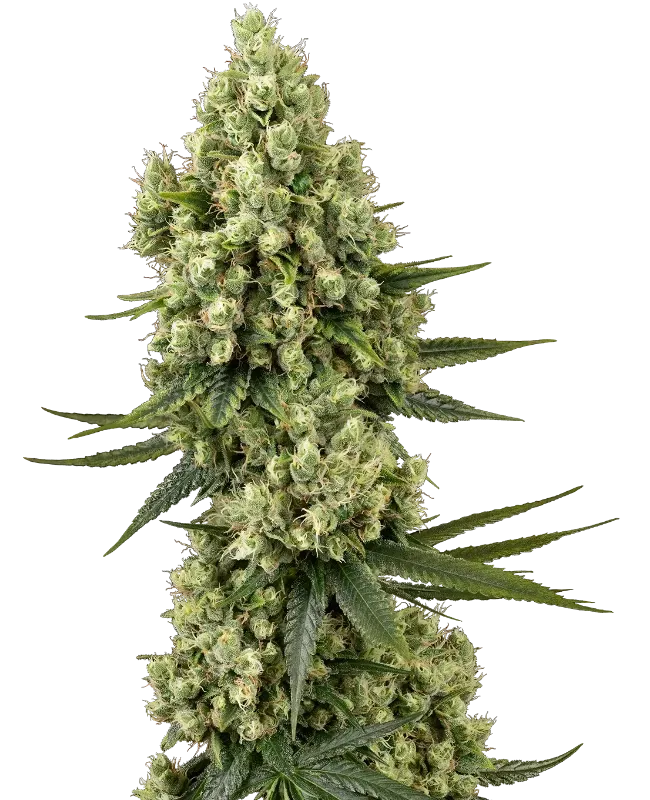 Silver Fire Feminized
