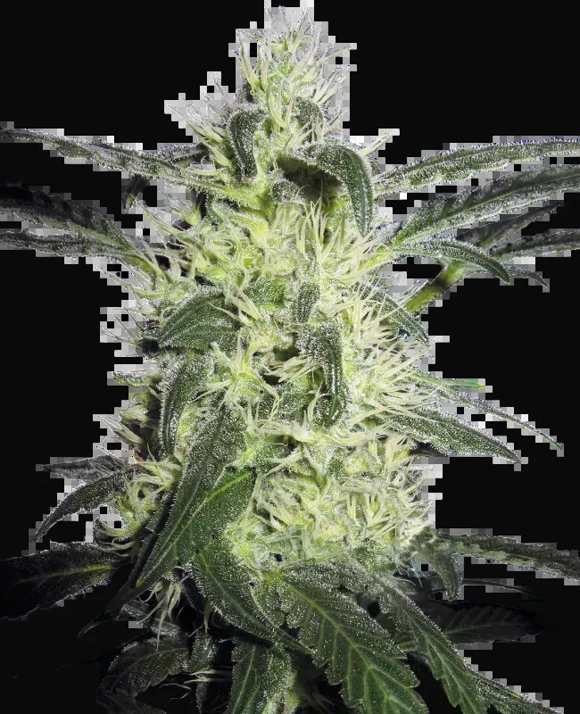 Silver Haze Feminized