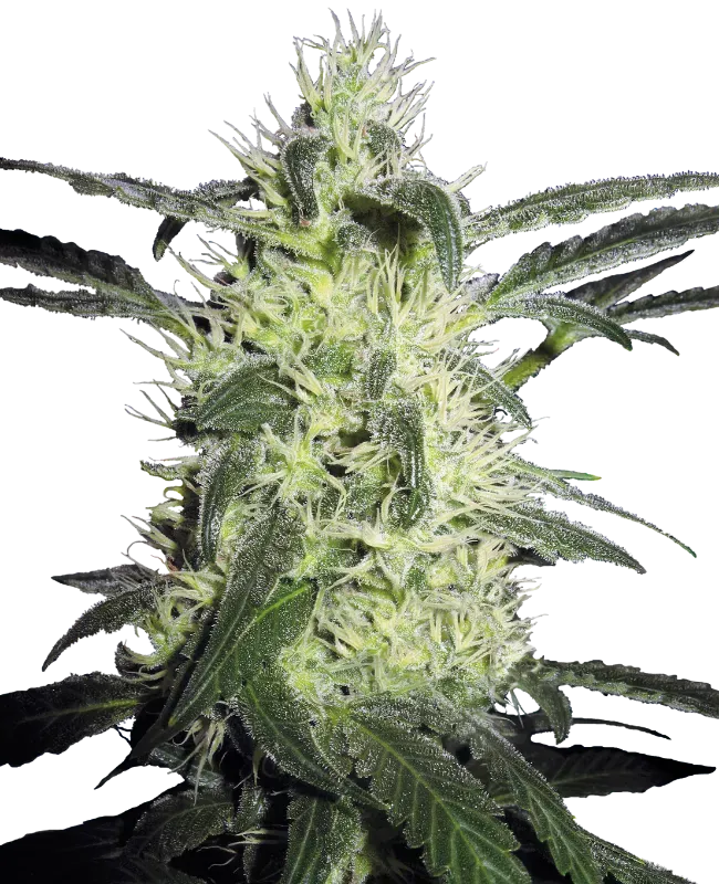 Silver Haze Feminized