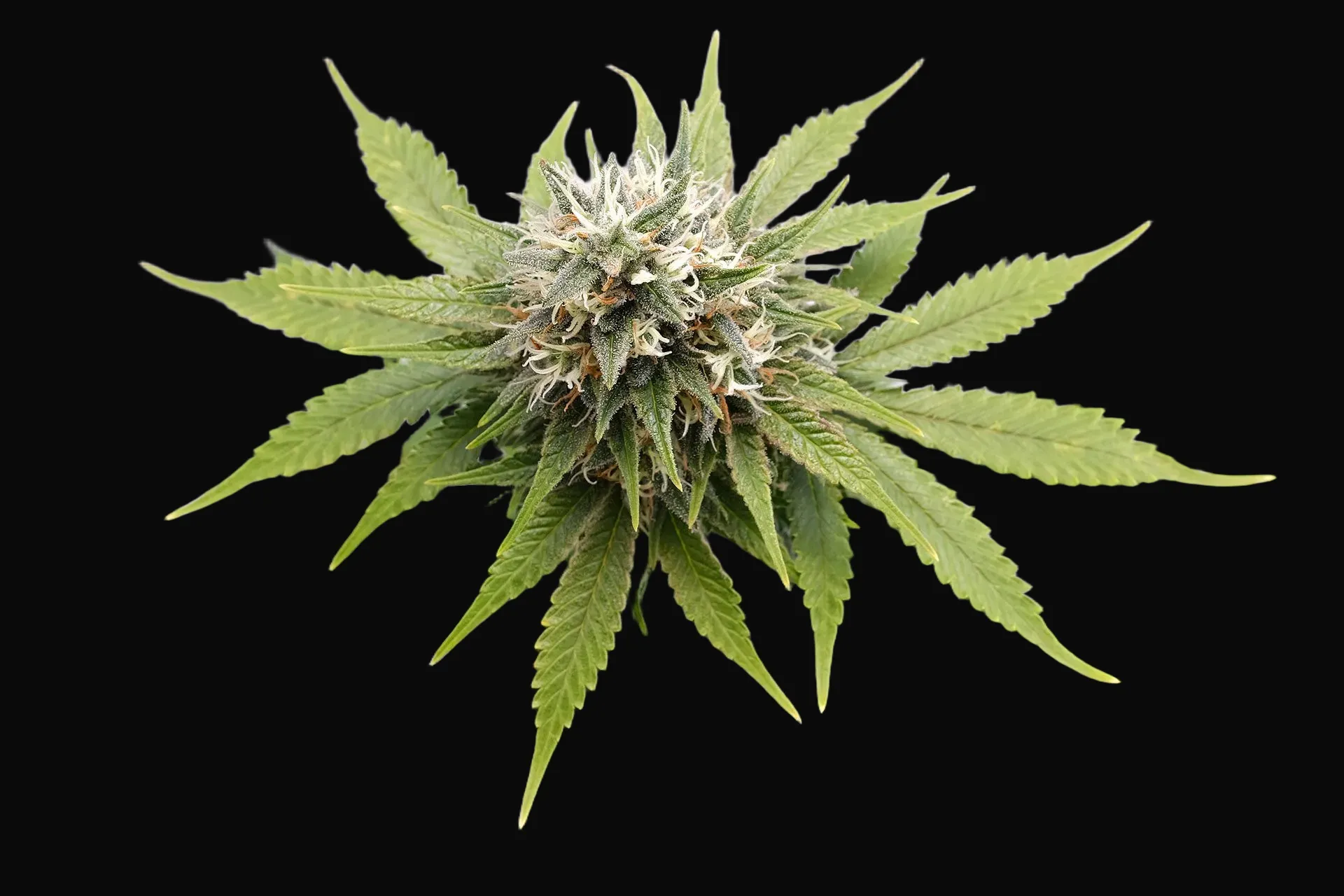 Silver Widow