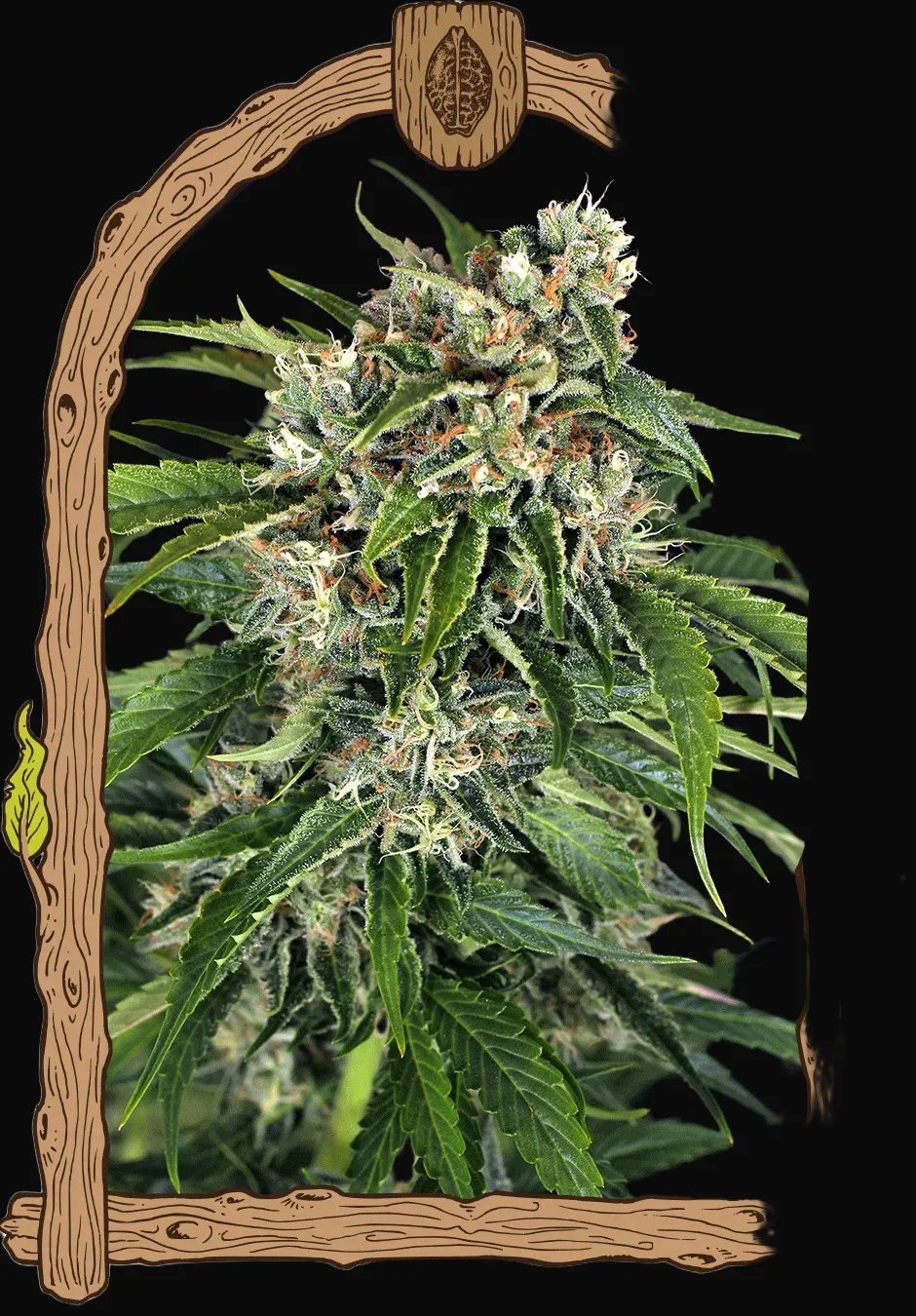 Sir Jack Auto Pure CBD
