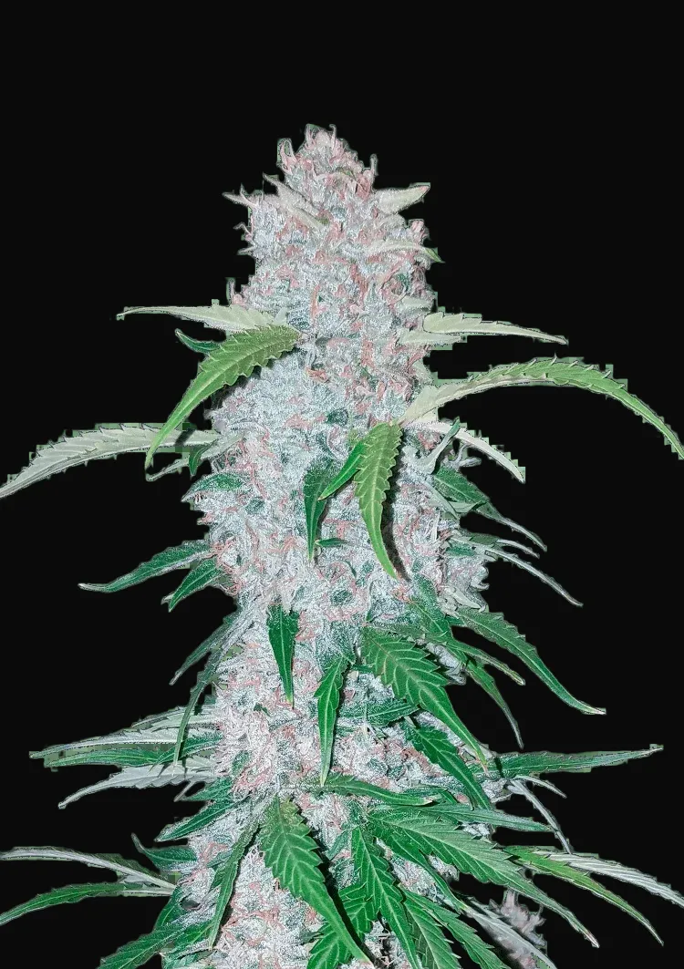 Six Shooter Auto