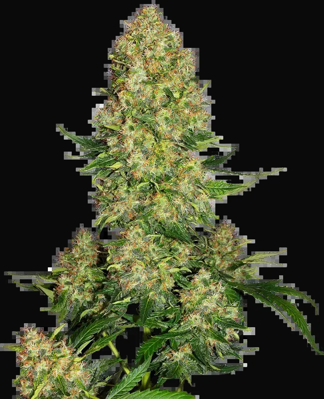 Skunk #1 Automatic
