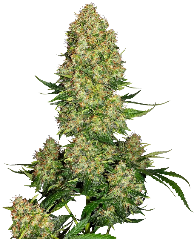 Skunk #1 Automatic