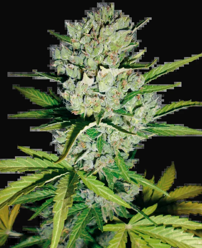 Skunk #1 Automatic