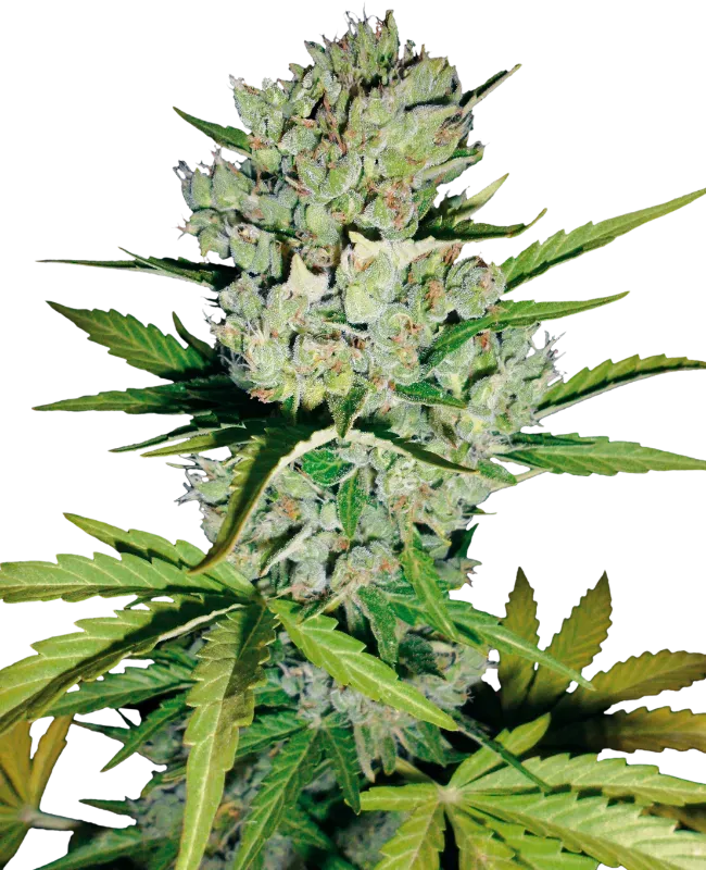Skunk #1 Automatic