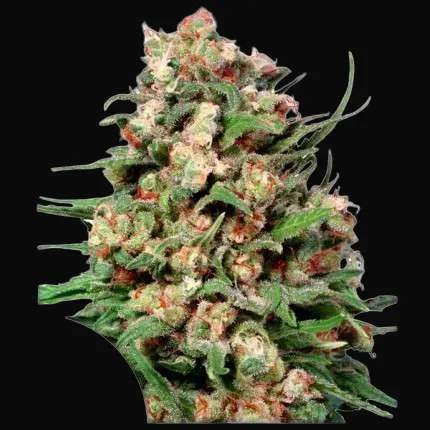 Skunk #1