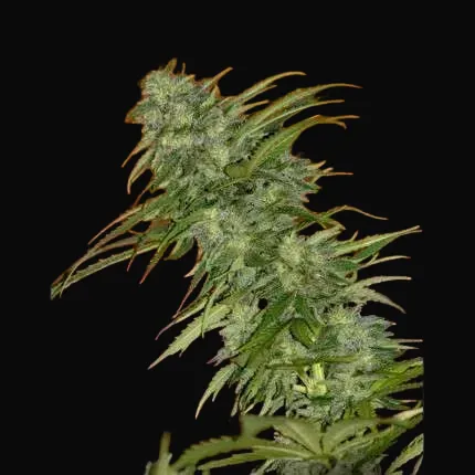 Skunk #1