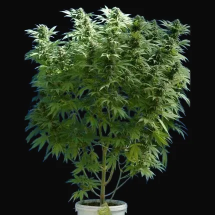 Skunk #1