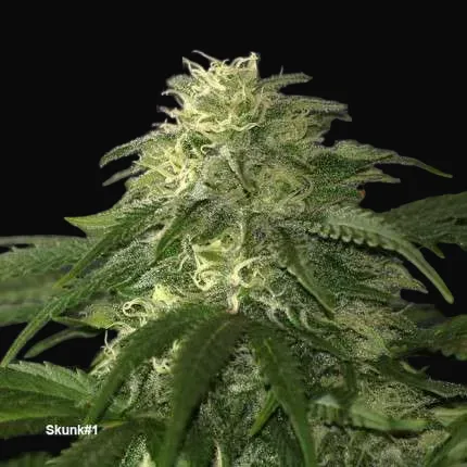 Skunk #1