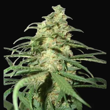 Skunk #1
