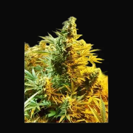 Skunk #1