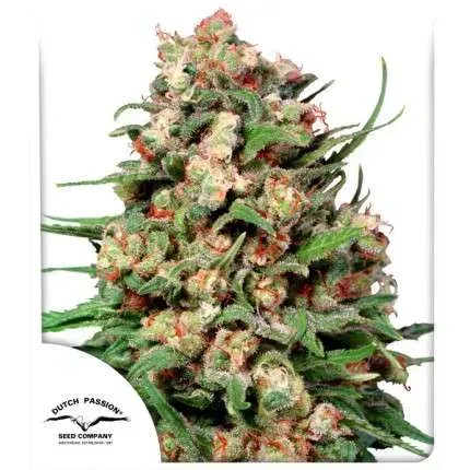 Skunk #1