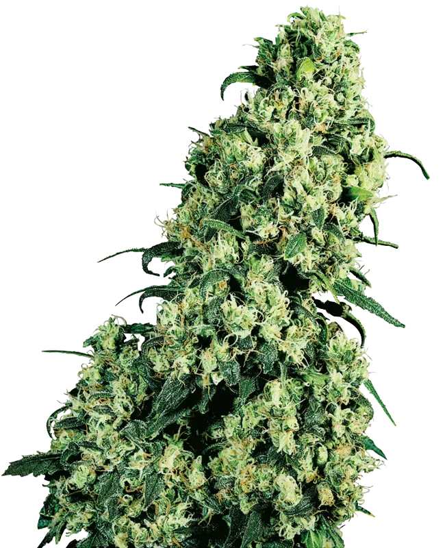 Skunk #1 Feminized