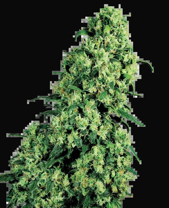 Skunk #1 Feminized
