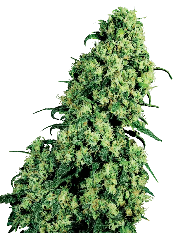 Skunk #1 Feminized