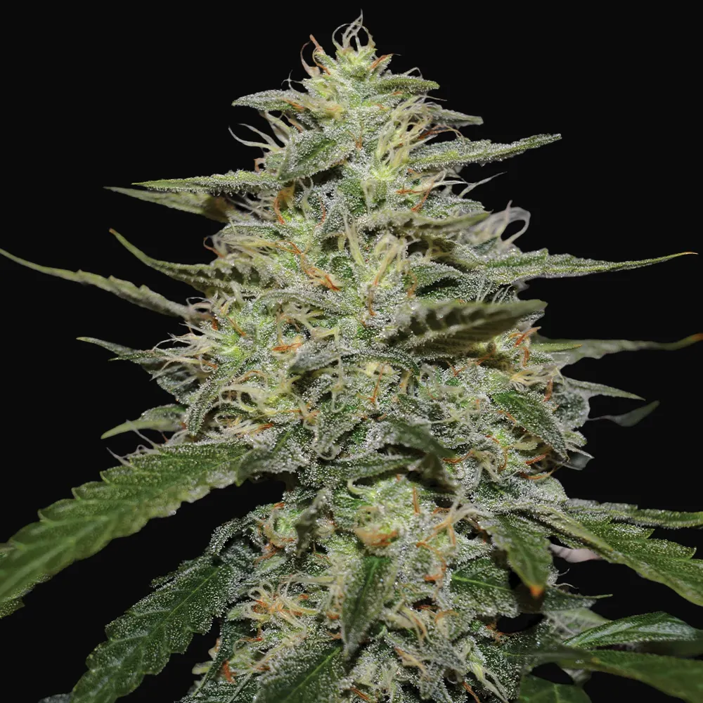 Skunk 1