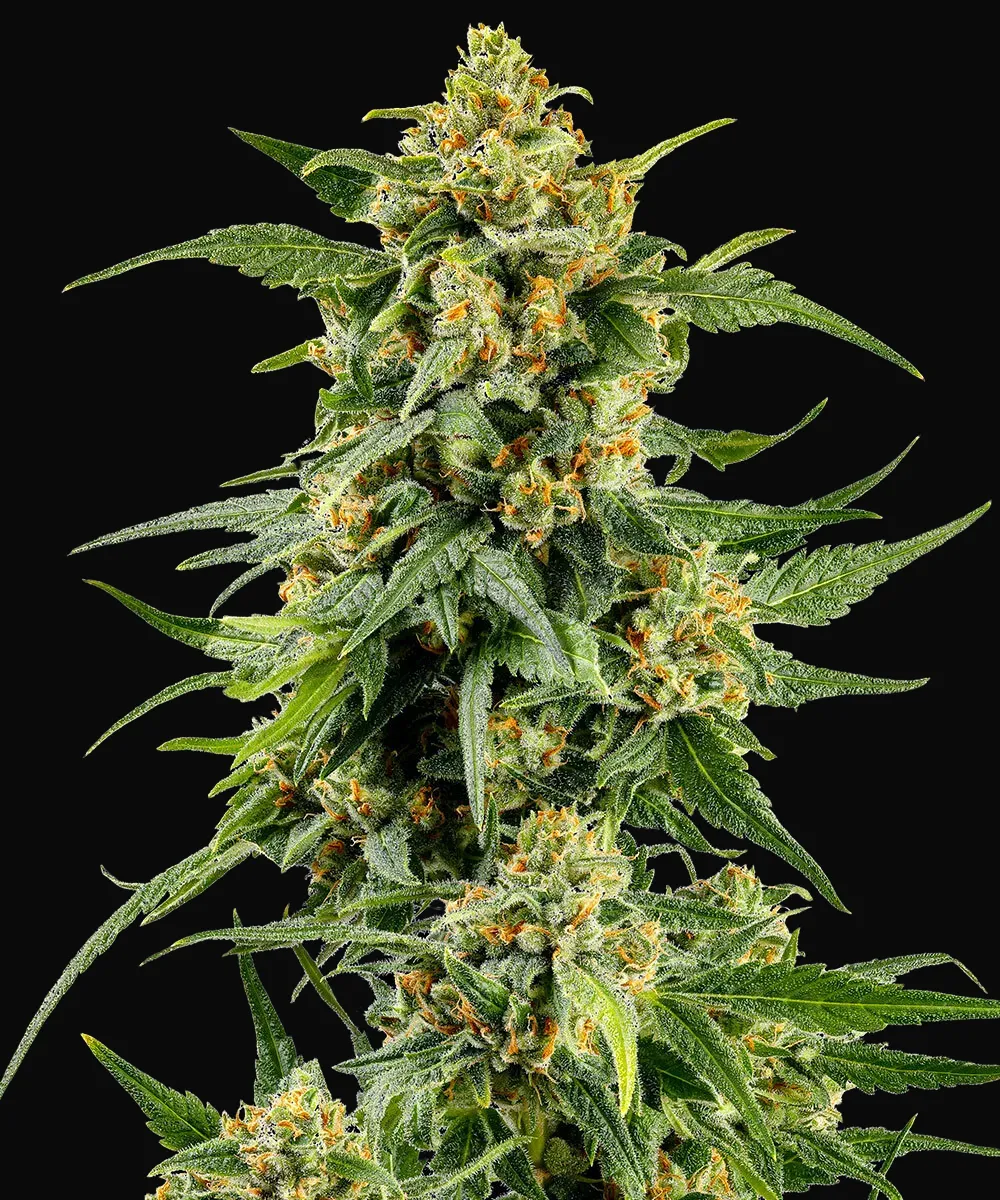 Skunk #1 Regular