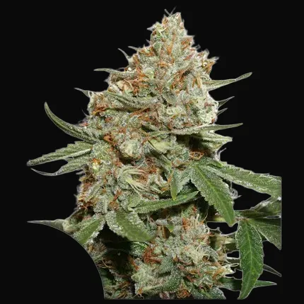 Skunk #11