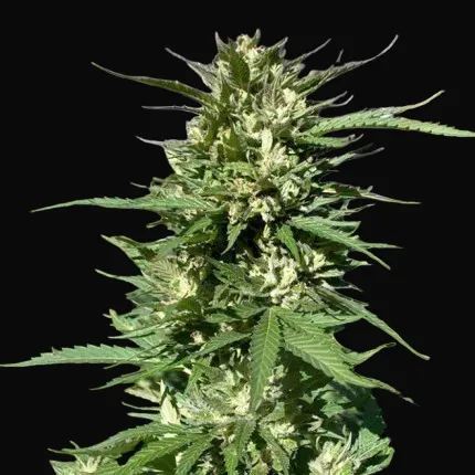Skunk #11
