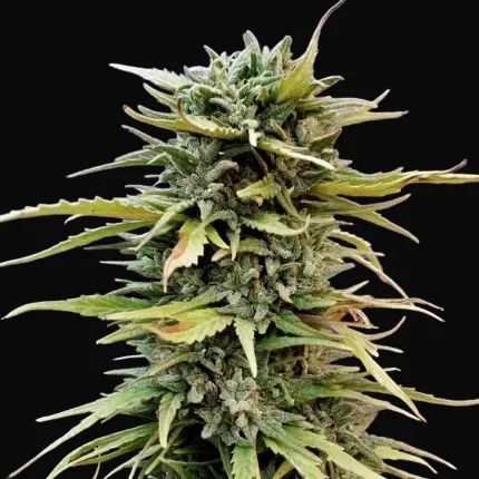 Skunk #11