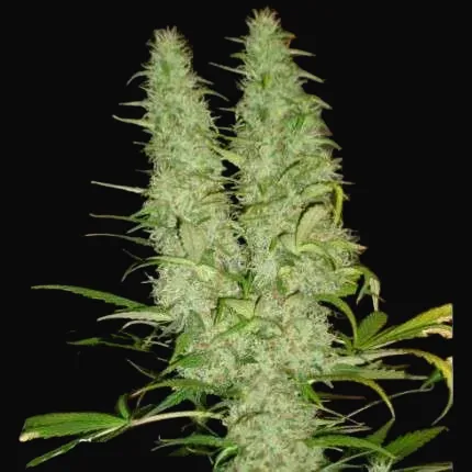 Skunk #11