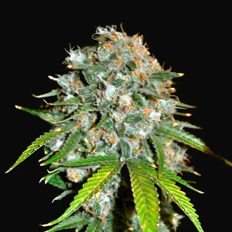 Skunk 99