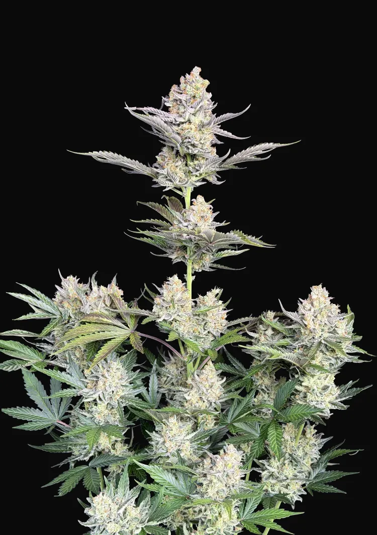 Skunk Auto