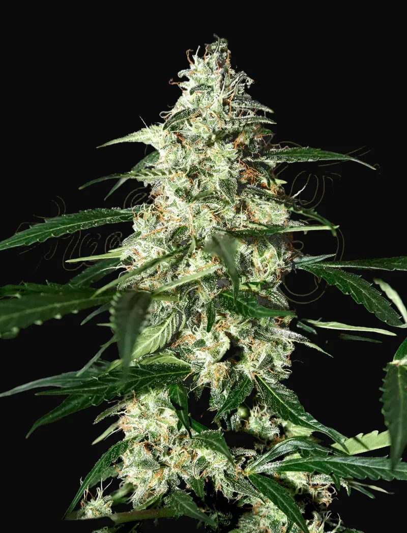 Skunk Auto