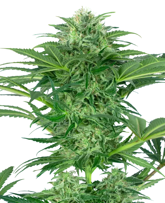 Skunk Dream CBD Feminized