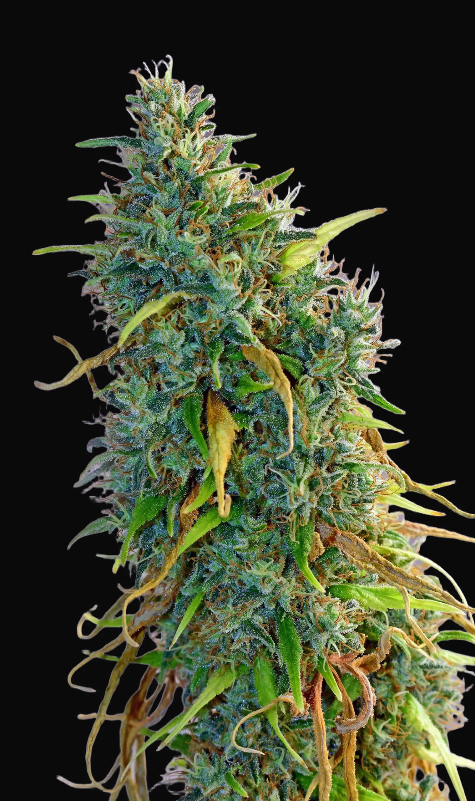 Skunk Haze