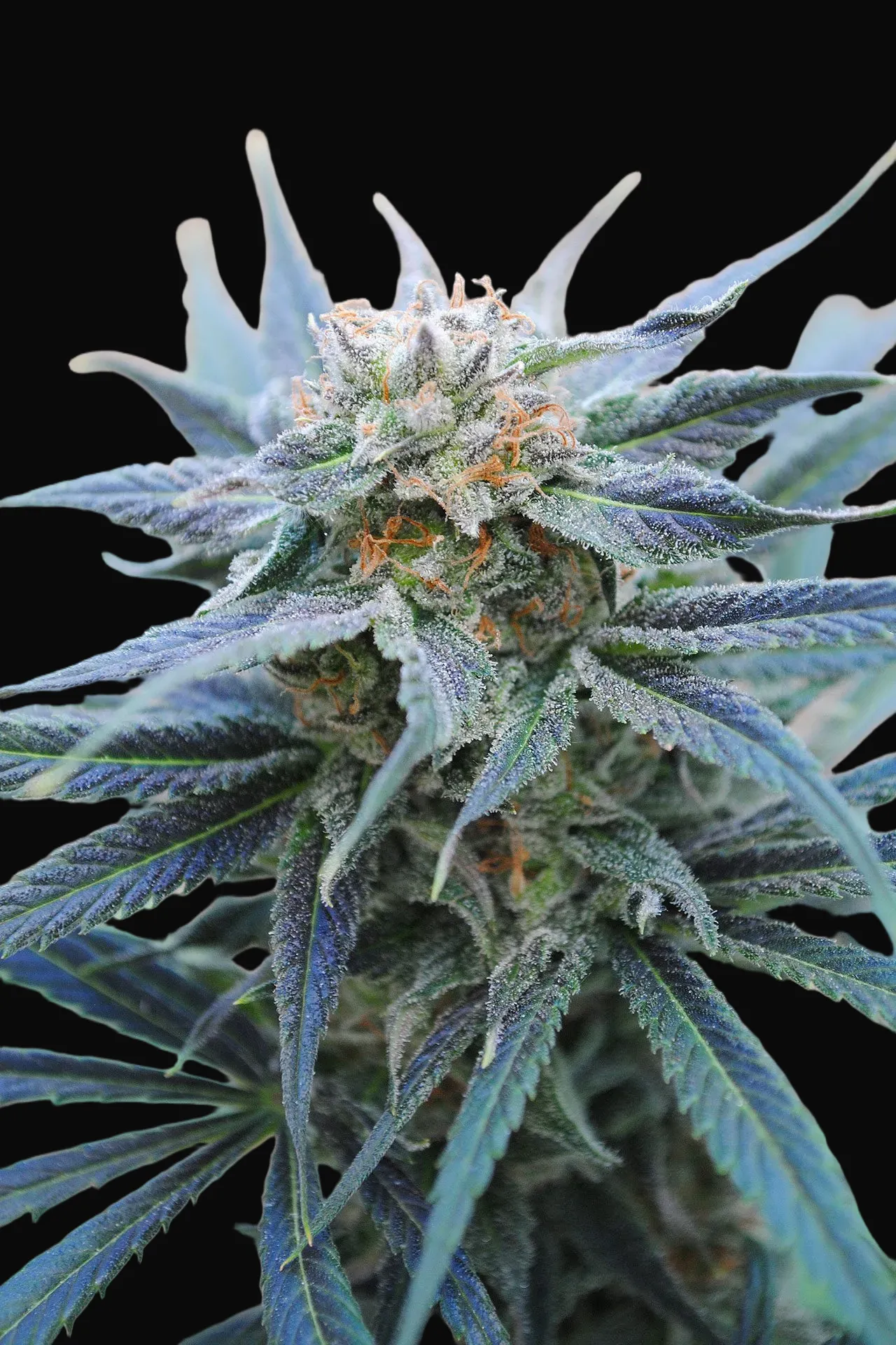 Skunk +