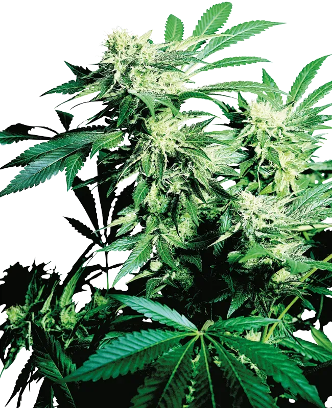 Skunk Kush Regular