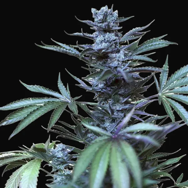 Skunk XL