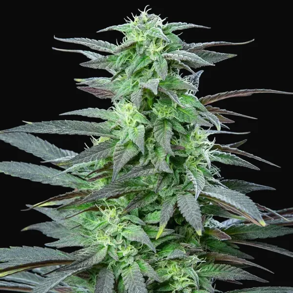 Skunk XL