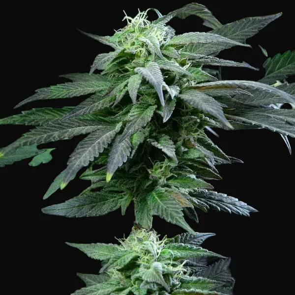 Skunk XL