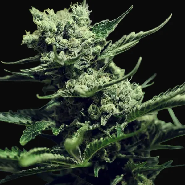Skunk XL