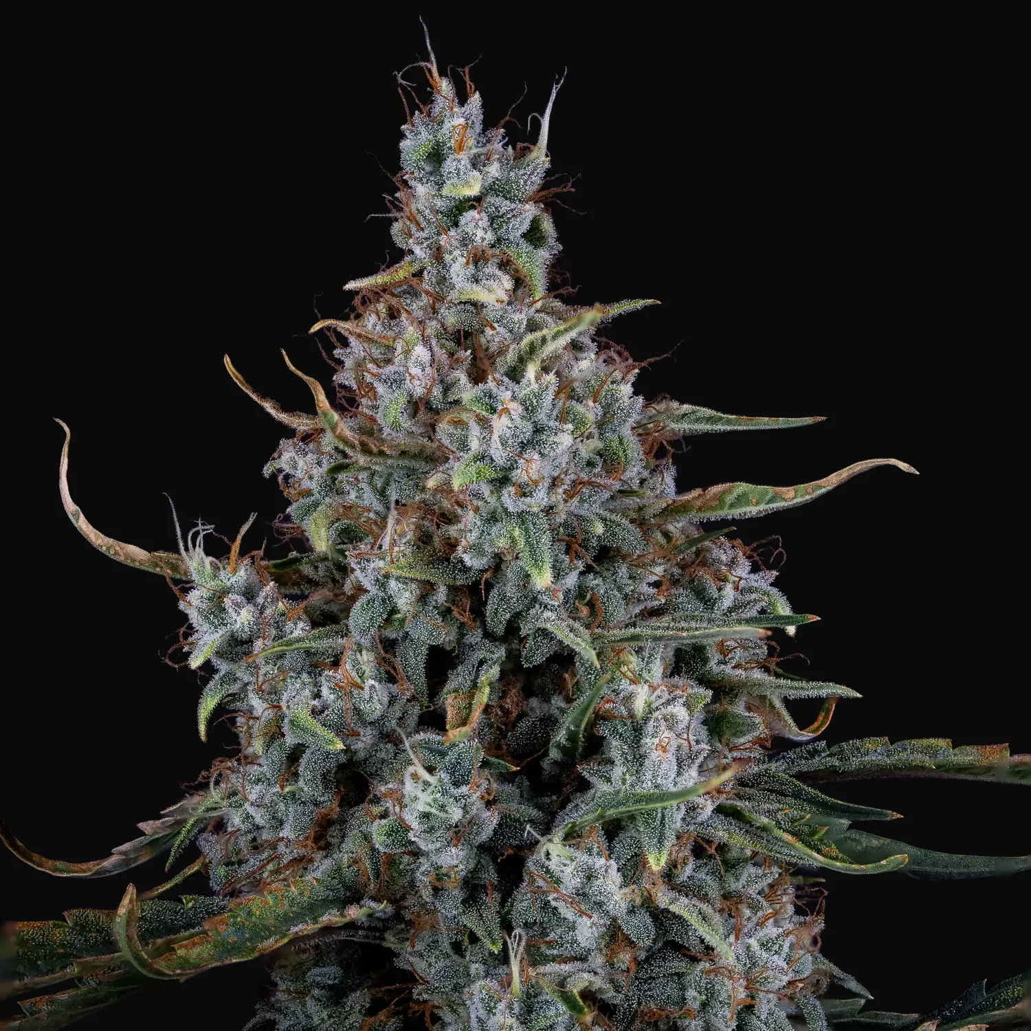 Skystomper 2.0 Auto