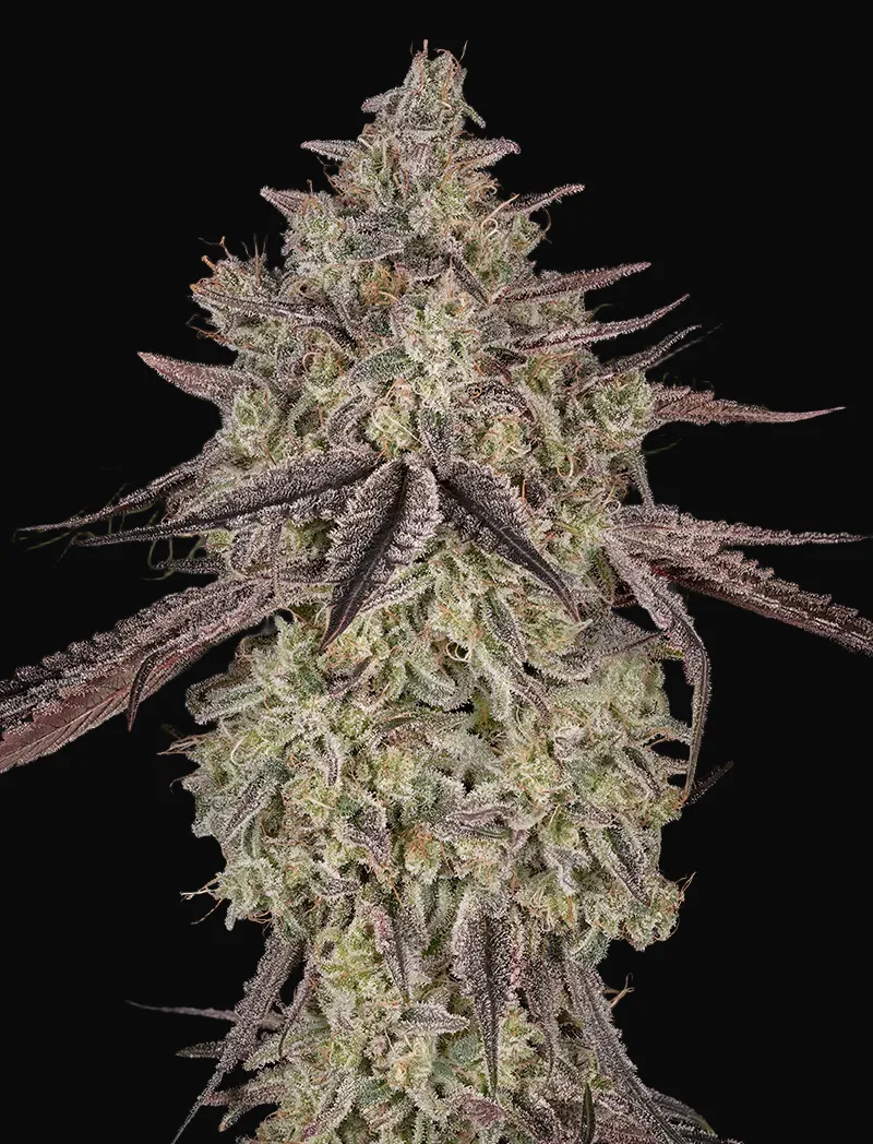Skywalker Auto