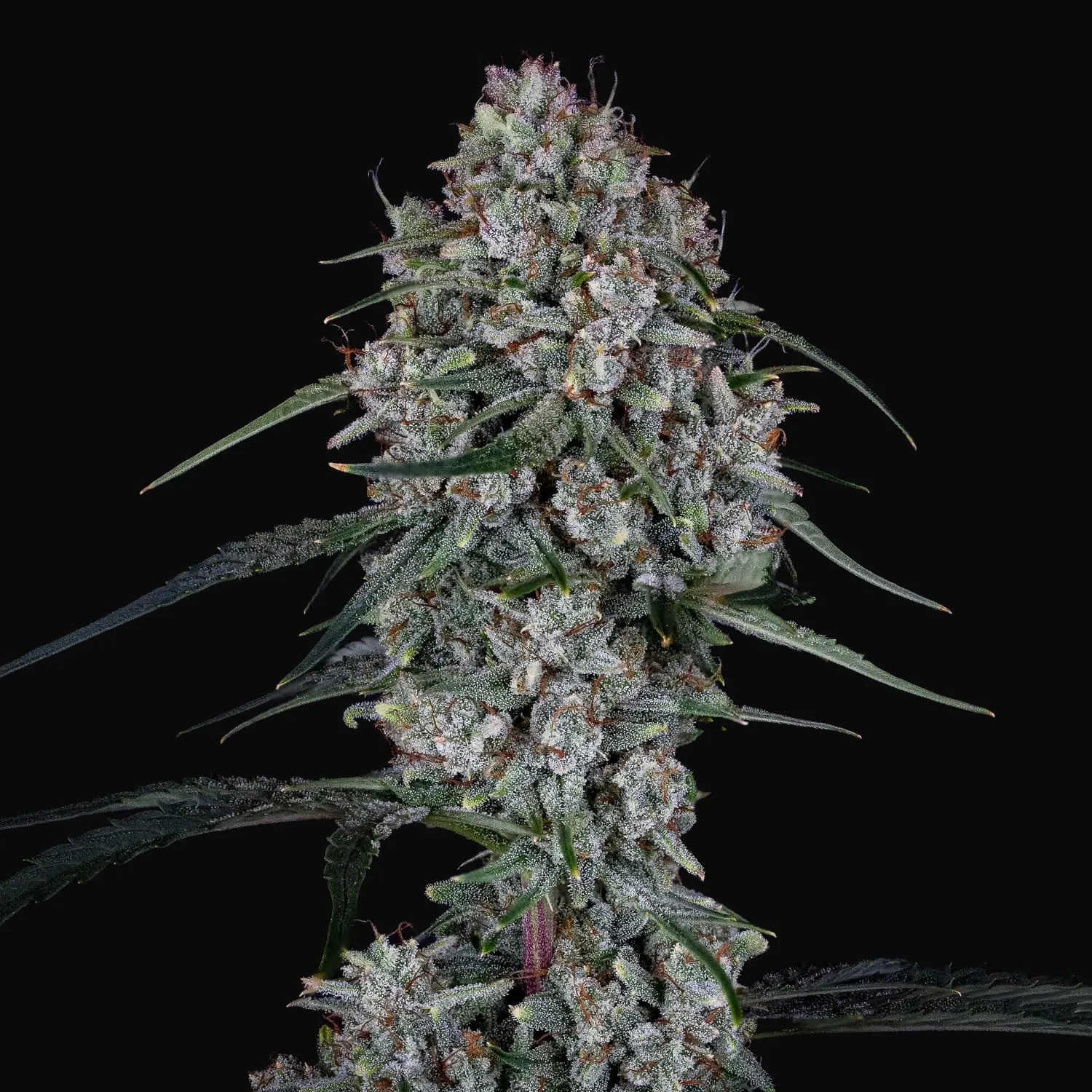 Skywalker Auto