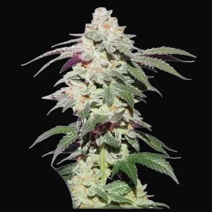 Skywalker Haze