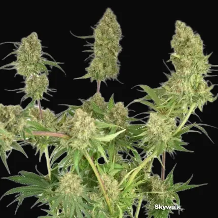 Skywalker Haze