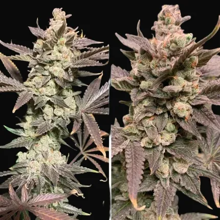 Skywalker Haze