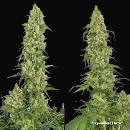 Skywalker Haze