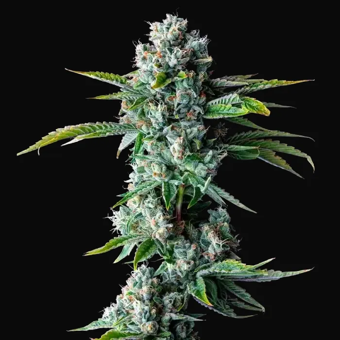 Skywalker Kush