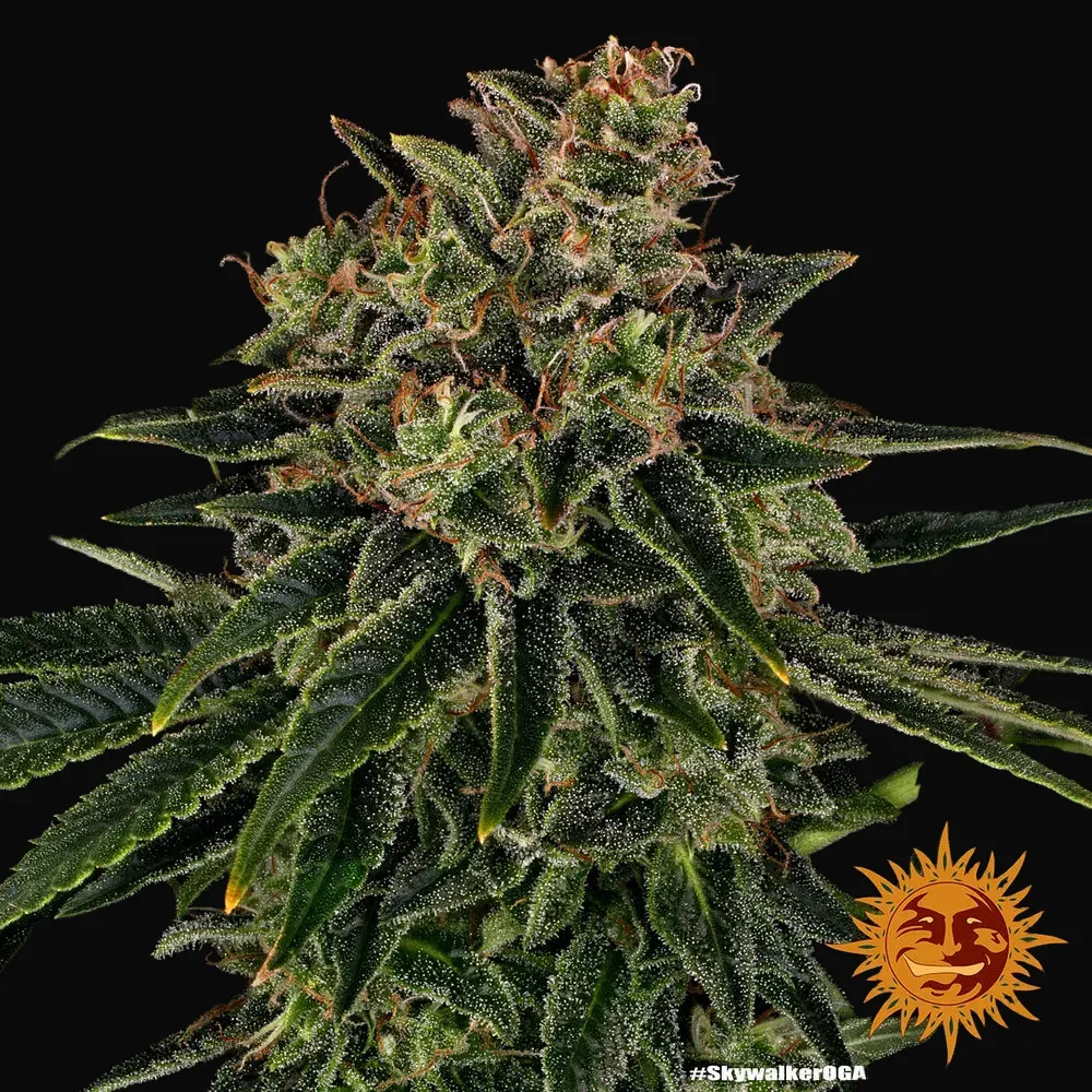 Skywalker OG Auto